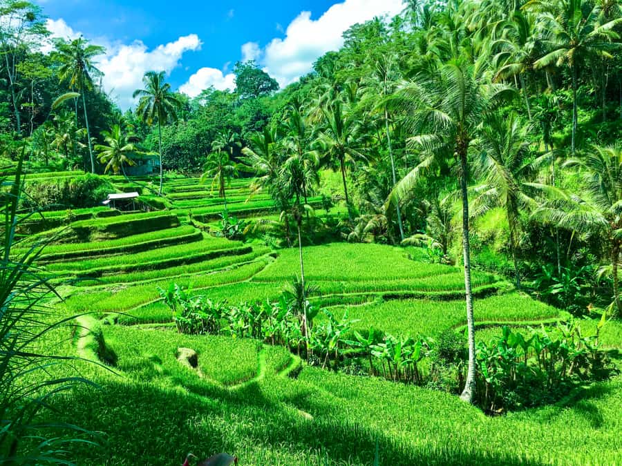 Balinese Purification Ritual and Local Healer Visit - Key Things I’d Put on Your Shortlist