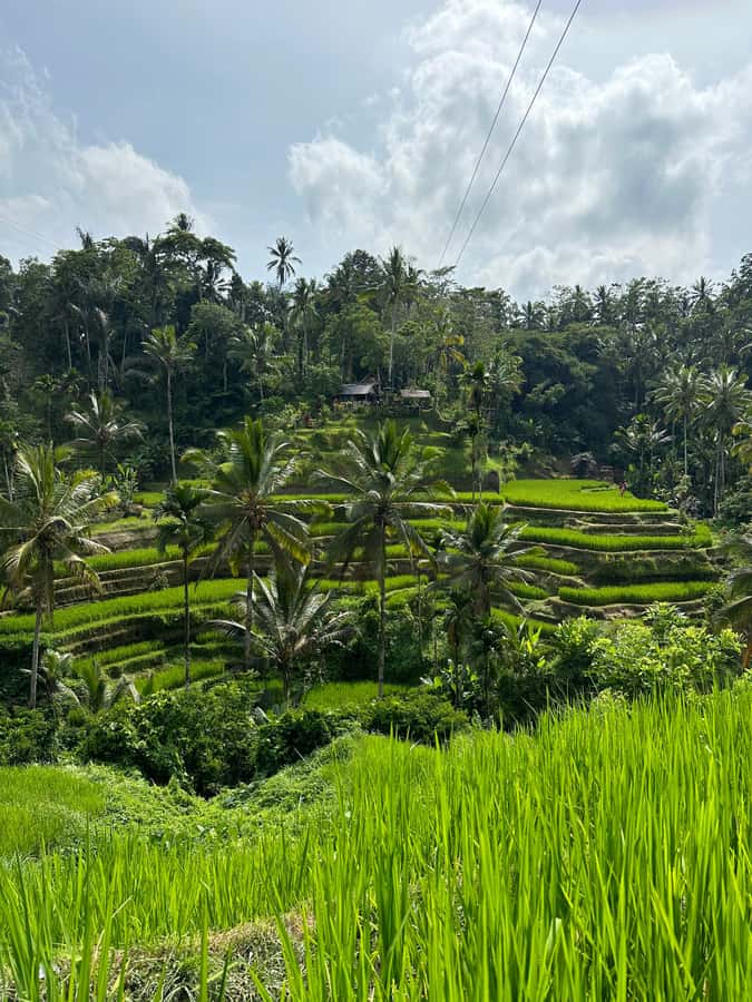Balinese Spiritual Cleansing by Traditional Method - The healer’s home session: incense, offerings, and a “soul scan”