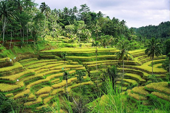 Beauty Of West Bali Tour (Private and All Inclusive) - Luhur Batukaru Temple: The Peaceful, Spiritual Two-Hour Pause