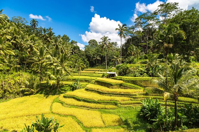 Best of Ubud 1-Day Private Tour - Entering Ubud’s Best Hits on One Private Route