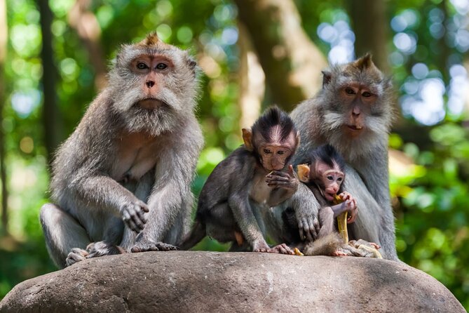 Best of Ubud 1-Day Private Tour - Ubud Center Free Time: Art Market + Ubud Palace in Half an Hour Each