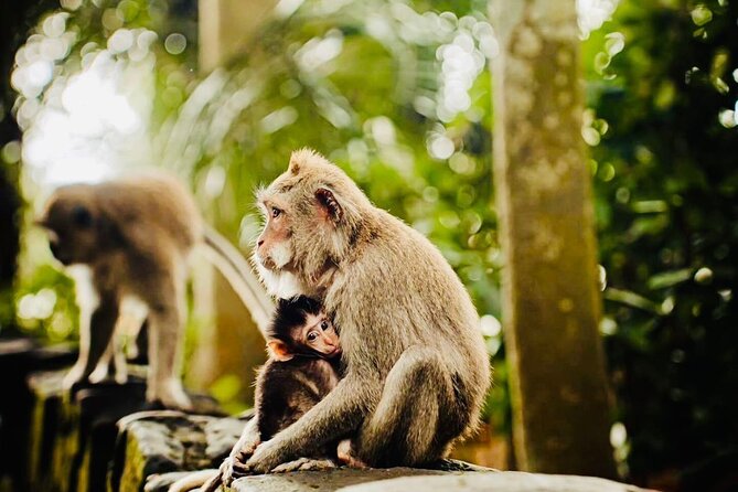 Best of Ubud: All-Inclusive Private Tour with Local Guide - Sacred Monkey Forest Sanctuary: Fun Walk, Follow-the-Rule Energy
