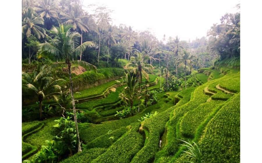 Best of Ubud - Private Guided Full-Day Tour, Ubud, Bali - What Makes This Tour Work So Well