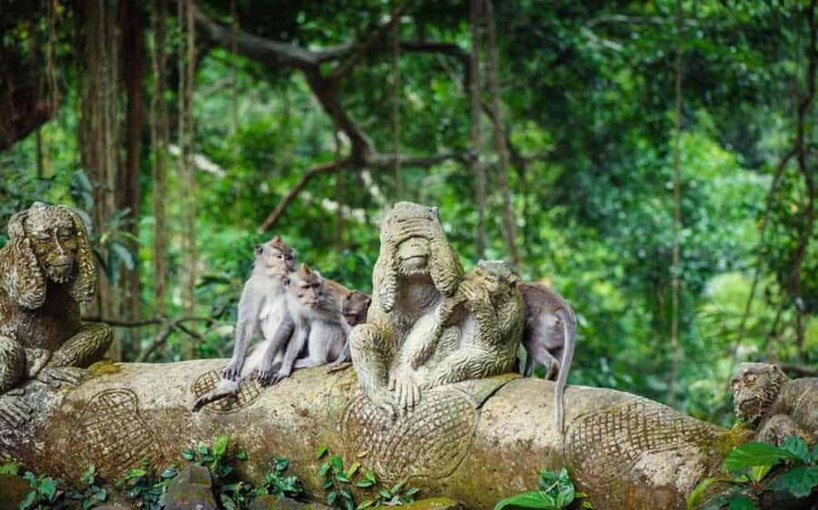 Best of Ubud - Private Guided Full-Day Tour, Ubud, Bali - Coffee Culture at Satria Agrowisata 2: Kopi Luwak Taste Test