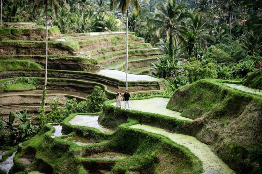 Best Of Ubud Purification Rice Terrace and Waterfall - Private Pickup and a 10-Hour Day That Actually Works