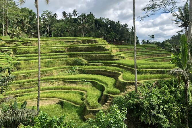 Best of Ubud Village Private Tour with Jungle Swing All Inclusive - Aloha Swing Ubud: Jungle Swing Photos Built Into the Schedule