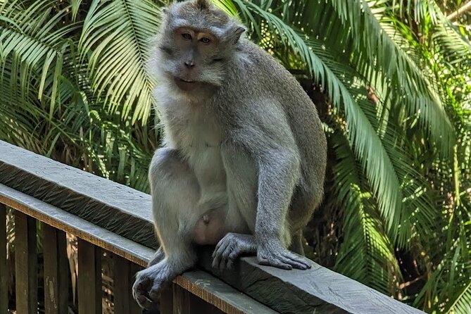 Best of Ubud Village Private Tour with Jungle Swing All Inclusive - Tegenungan Waterfall Viewpoint: Amazing Views Without Going Down