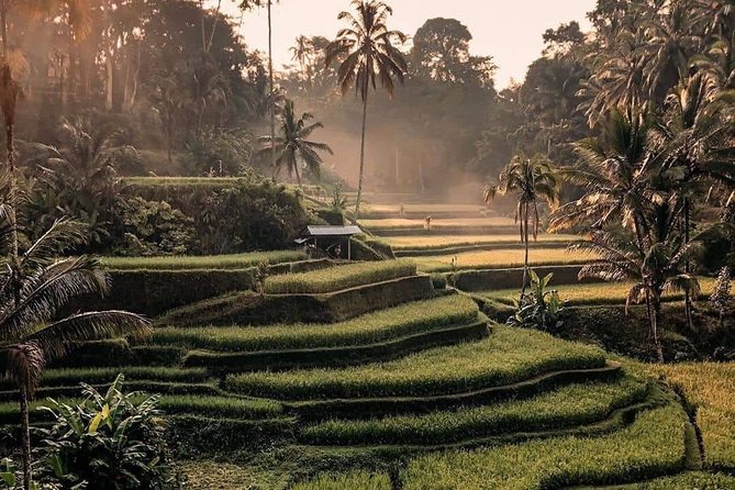 Best of Ubud Waterfalls, Tegalalang Rice Terrace and Swing Tour - Tegalalang Rice Terrace Swing: The Iconic Start (Without the Self-Drive Headache)