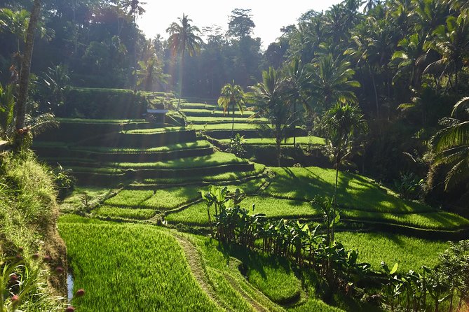 Best of Ubud Waterfalls, Tegalalang Rice Terrace and Swing Tour - Uma Pakel Agro Tourism Swing (Optional): Coconut Trees Above Rice Views