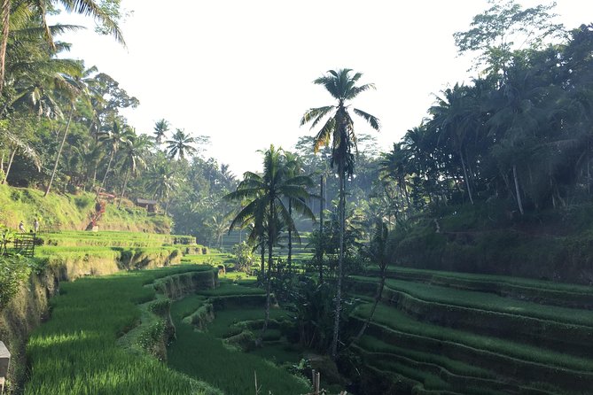 Best of Ubud Waterfalls, Tegalalang Rice Terrace and Swing Tour - Balinese Coffee and Herbal Tea Sampling: What This Stop Adds