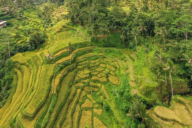 Best of Ubud: Waterfalls, Temple & Rice Terraces Private Day Tour - Price and logistics: what $31 really buys you