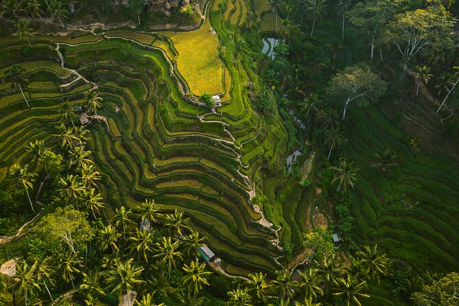 Best Ubud Highlights - Private Day Tour - Stop 1: Sacred Monkey Forest Sanctuary (with ticket included)