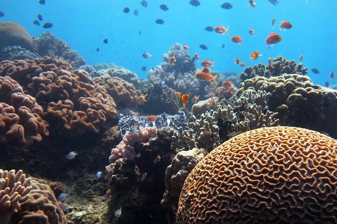Bloo Lagoon Snorkeling East Bali Includes Transportation & Lunch - Who should book this Bloo Lagoon day (and who should pass)