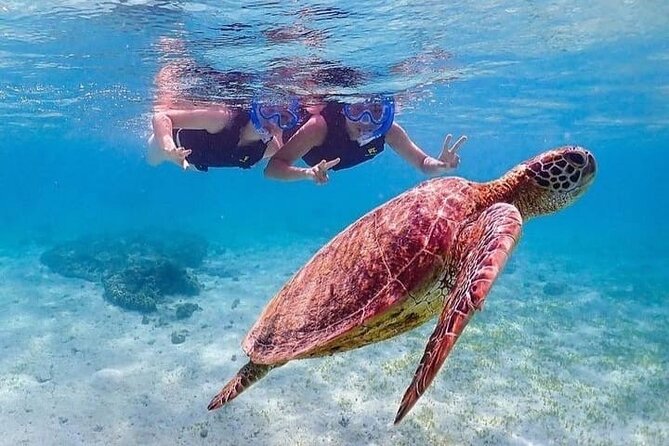 Bloo Lagoon Snorkeling East Bali Includes Transportation & Lunch - Price and logistics: what the $82.50 covers