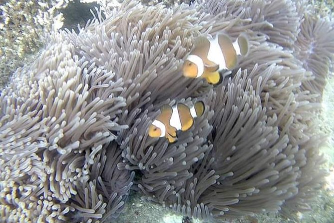 Blue Lagoon & Tanjung Jepun Snorkeling Private Tour - A straightforward day trip: Ubud to Padang Bai for snorkeling