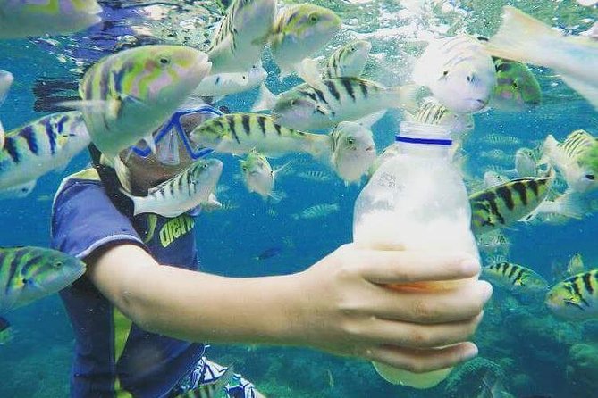 Blue Lagoon & Tanjung Jepun Snorkeling Private Tour - Price and logistics: when this $50 private tour is a smart choice