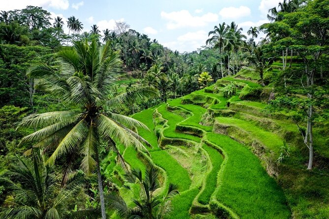 Central Bali Tour: Ubud Village, Kintamani Volcano, and Waterfall - Who should book this tour (and who might want to skip it)