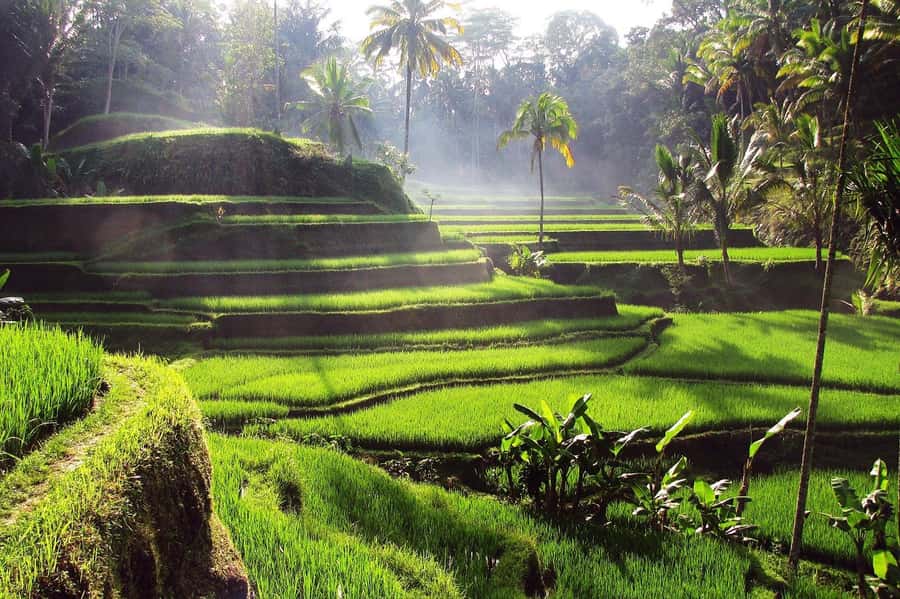 Central Bali: Ubud Village, Rice Terrace, and Kintamani Tour - The Guide Experience: Small-Group Pace and Real Cultural Answers