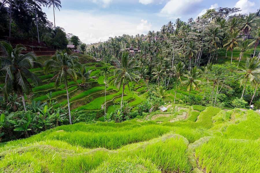 Central Bali: Ubud Village, Rice Terrace, and Kintamani Tour - Who This Tour Fits Best (and Who Should Think Twice)