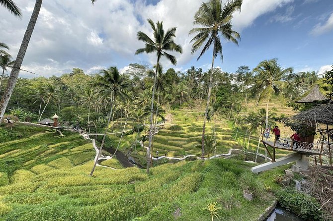 coconut wine and coffee safary tour - Bresela in the rice fields: seeing tuak harvest and coconut wine production