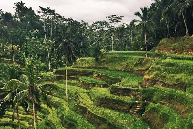 Day Tour with Sunrise and waterfall - Tegalalang Rice Terraces: Subak Water and That Famous View