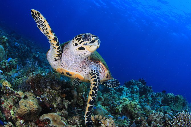 Discover Scuba Diving - Welcome tea, rules briefing, and the pool session that builds confidence