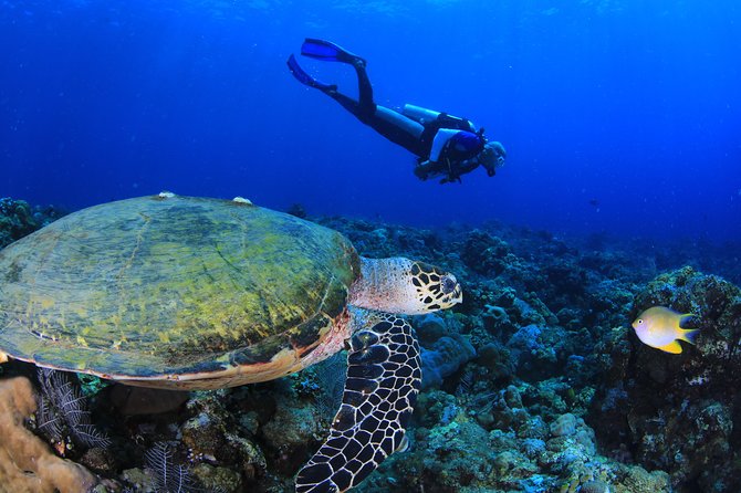 Discover Scuba Diving - Coral Garden or the USS Liberty Shipwreck: what changes underwater