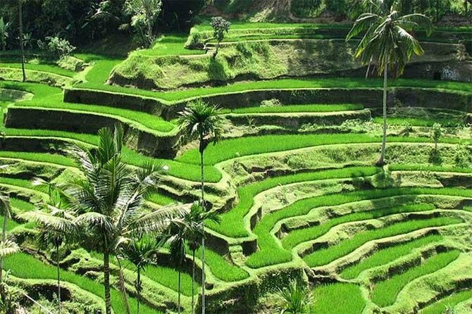 Discover the best waterfalls in Ubud and rice terraces tour - Sacred Monkey Forest Sanctuary: mossy grounds and macaque reality checks