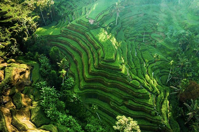 Discover Ubud: Exotism Ubud and Optional Meet the Bali Shaman - Private Ubud transportation that keeps your day on track
