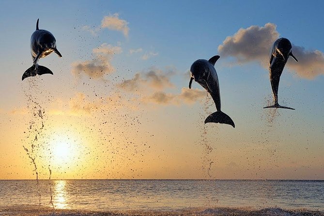 Dolphin Tour and Sunrise Watching in Lovina Beach - All Inclusive - Breakfast at Coffee Nosky: Fuel Without the Stress