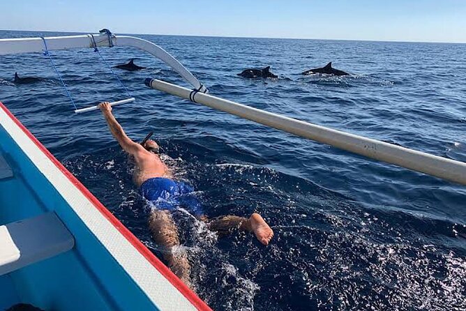 Dolphin Watching Tour, Swimming with Dolphins and Snorkeling - Meeting dolphins from above and below: swimming alongside the boat