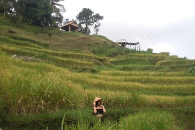 Experience Full Day to Bali Swing Temple and Monkey Forest - All-inclusive vs transport-only: where the real value is