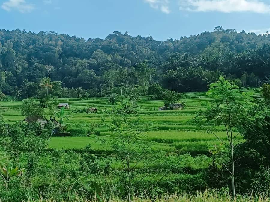 Explore rice terraces munduk & waterfall trekking experience - Rice terraces, coffee, and waterfall in one focused Munduk route