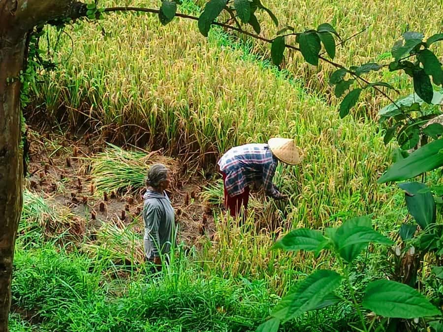 Explore rice terraces munduk & waterfall trekking experience - Key highlights that make this tour worth your time