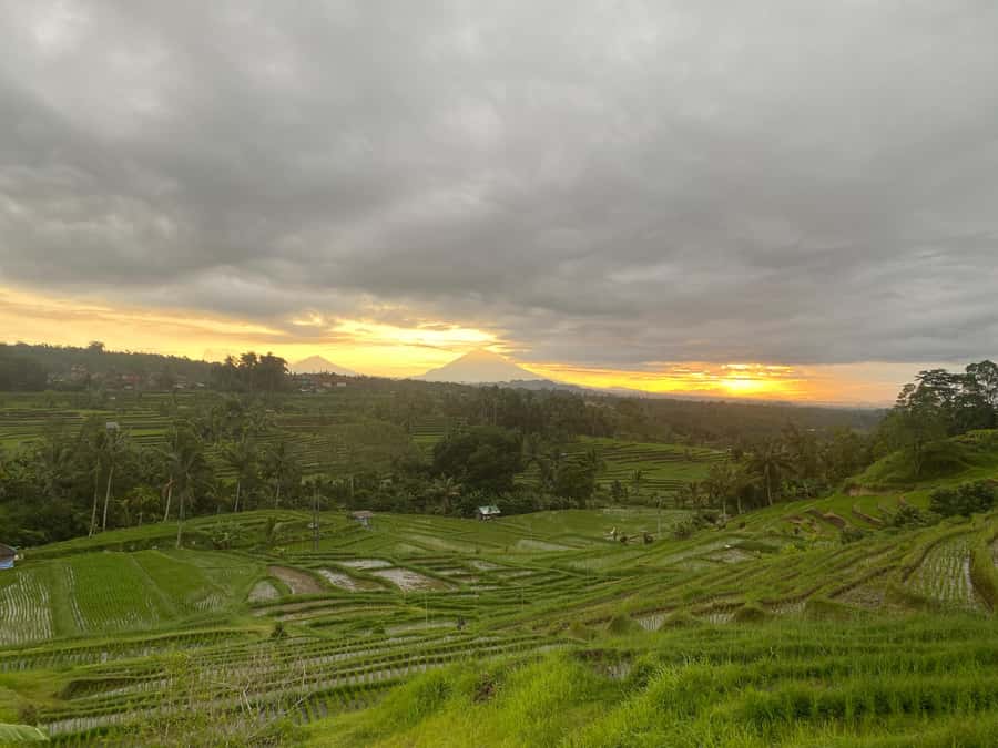 Explore rice terraces munduk & waterfall trekking experience - Transport and drop-offs: choosing what fits your Bali route