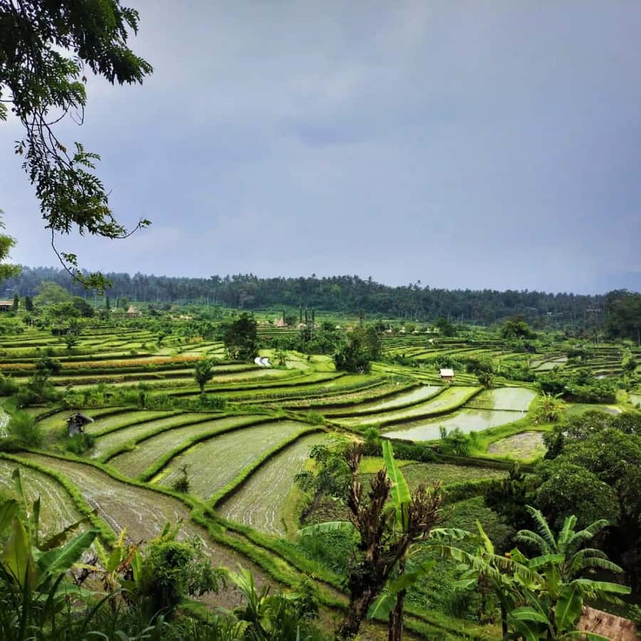 Explore rice terraces munduk & waterfall trekking experience - Price and value: what $32 is buying you here