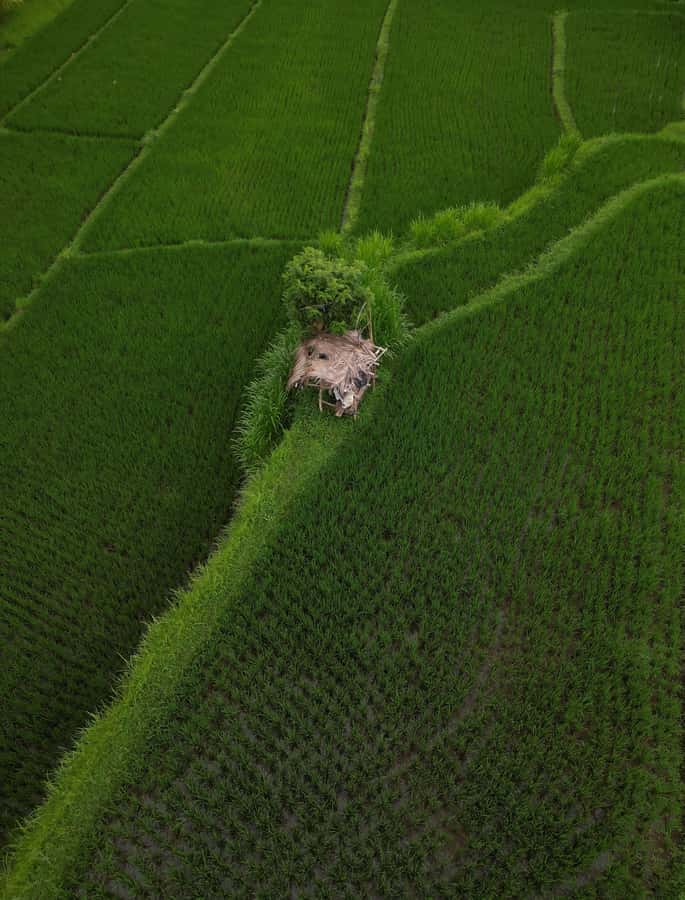 Explore rice terraces munduk & waterfall trekking experience - Practical tips to get the best day