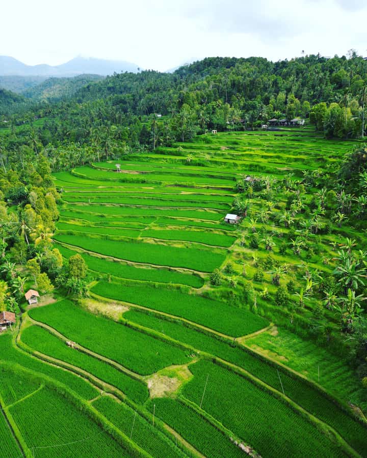 Explore rice terraces munduk & waterfall trekking experience - The core experience: how Munduk trekking feels in real life
