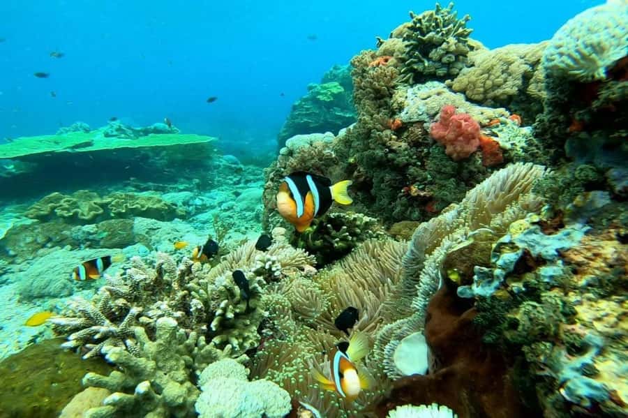 From Bali: Nusa Penida Private Snorkeling and Land Tour - The land tour hits the iconic stops: Kelingking, Pasih Uug, and Angel’s Billabong