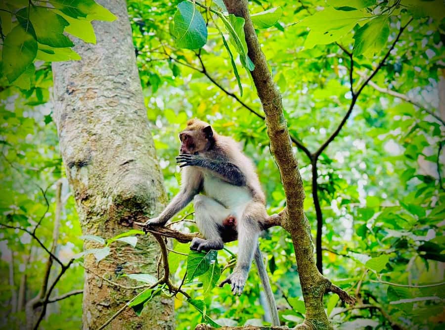 From Bali: Saraswati Temple, Monkey Forest, Ubud Waterfalls - Ubud Palace and the Traditional Art Market: Culture in Quick Bites