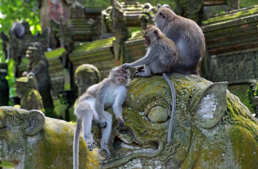 From Bali: Saraswati Temple, Monkey Forest, Ubud Waterfalls - Coffee Plantation Break: Standard Stop, Optional Perks