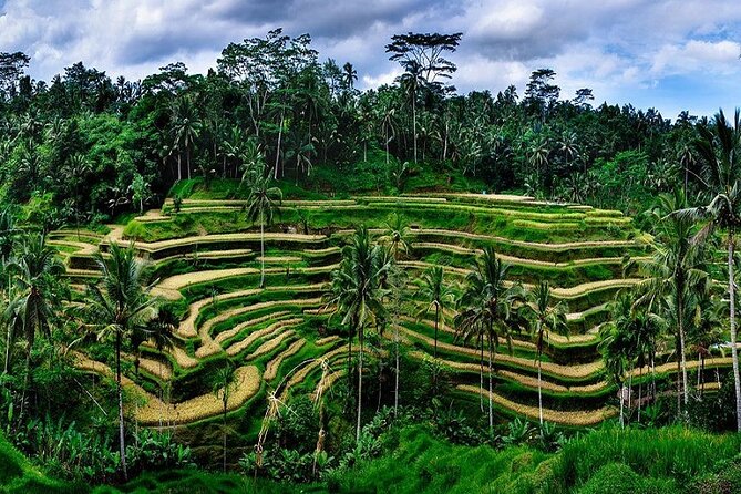 Full Day Private Tour in Ubud Indonesia - Monkey Forest Sanctuary: Tri Hita Karana and a First Dose of Sacred Ubud
