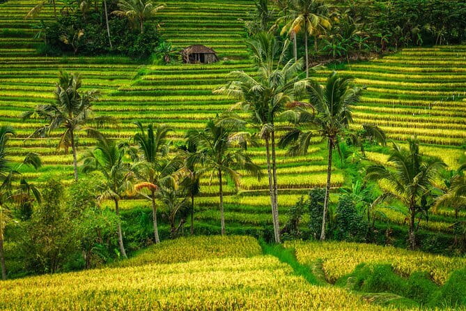 Full Day Tour to Water Temples UNESCO Rice Terraces in Bali - Key Highlights You’ll Notice Fast