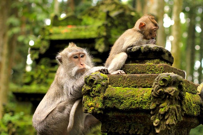 Half Day Ubud Tour: Ubud Unique Spots - Petulu Village and the white heron return at 5:30