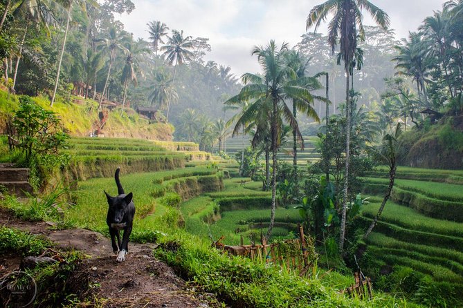Hire Private Bali Driver - Why a Private Bali Driver Makes Ubud Easier Than It Sounds