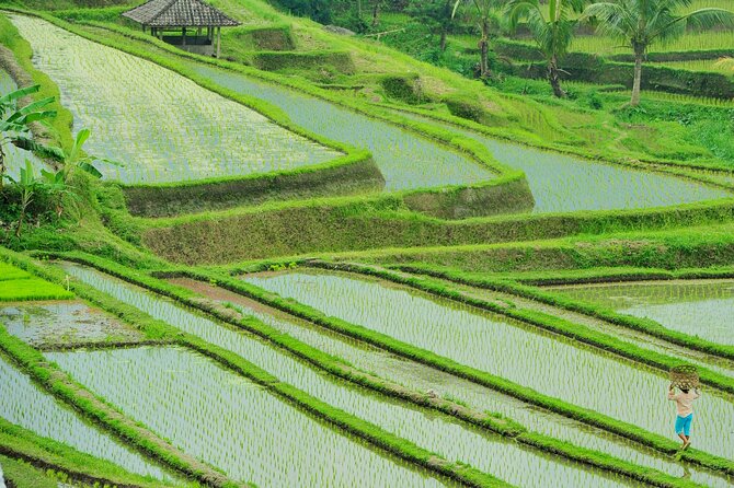 Jatiluwih Batukaru Mountain Nature's Best Tour - Stop 2: Jatiluwih Rice Terraces Walk and How Water Becomes Art