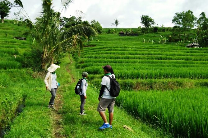Jatiluwih full day e-bike cycling with lunch & trekking program - Afternoon Trek: Rice Terraces Off the Main Paths