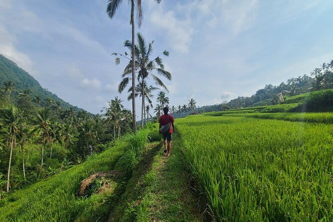 Lemukih Hidden Trekking Waterslide Sekumpul and Fiji Waterfall - Lemukih Village Start: Rice Terraces and Real Local Footprints