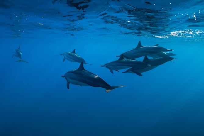 Lovina Dolphin Watching, Swimming, and Snorkeling Experience - On the boat: jukung captain setup and small-group comfort