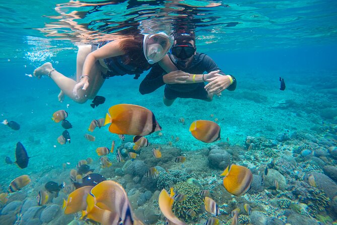 Lovina Dolphin Watching, Swimming, and Snorkeling Experience - Swimming with dolphins: included gear and how to make it work
